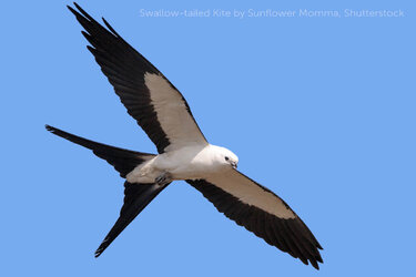 BOTW-Facebook_Swallow-tailed-Kite.jpg