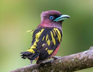 Banded_Broadbill.jpg