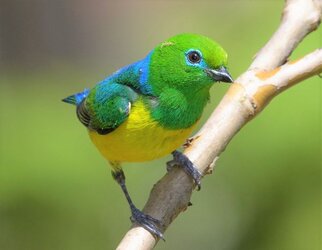 Blue-Naped_Chlorophonia.jpg
