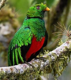 Crested_Quetzal.jpg