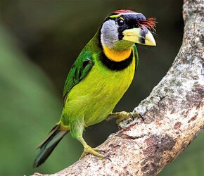 Fire-Tufted_Barbet.jpg