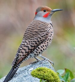 Northern_Flicker.jpg