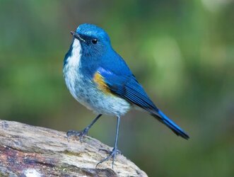 Red-Flanked_Bluetail.jpg