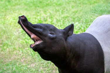 __opt__aboutcom__coeus__resources__content_migration__mnn__images__2018__02__tapir-nose-110213...jpg