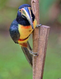 Collared_Aracari.jpg