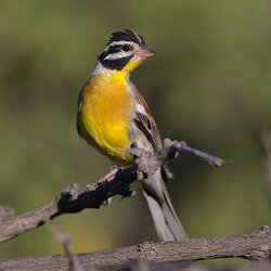 Golden-Breasted_Bunting.jpg