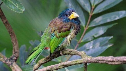 Great_Barbet.jpg