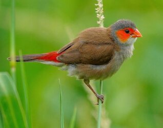 Orange-Cheeked_Waxbill.jpg