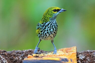 Speckled_Tanager.jpg