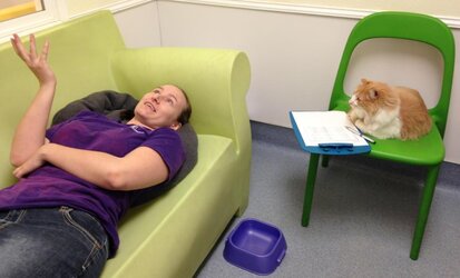 therapy-cat-couch.jpg