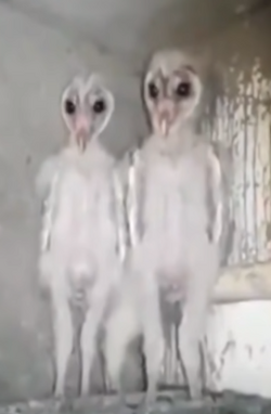 thebrothersowlette.png thebrothersowlette.png