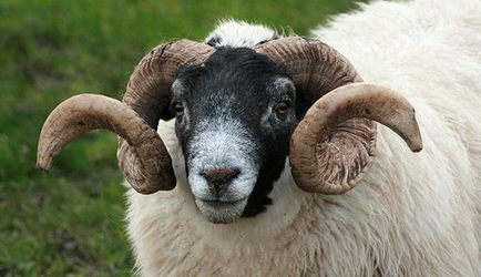 escaped ram.png