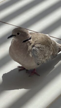 IMG_0547.jpeg