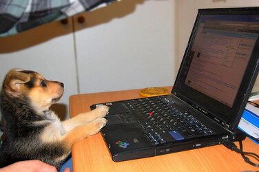 doggie.jpg