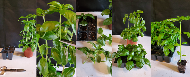 basil2.png