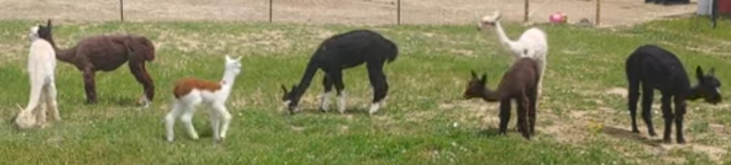 alpacas.PNG