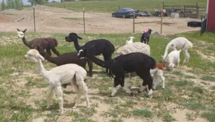 total-animals.PNG