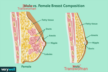 male-breast-cancer-symptoms-and-signs-513617-v12-664720e0a411499594c4b3868893e954~3.png