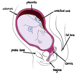Anatomy_fetus-in-womb-1024x1016.jpg