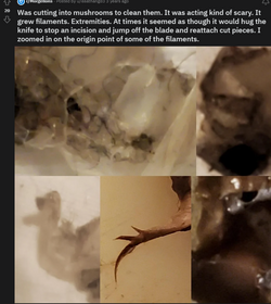 morgellons.png