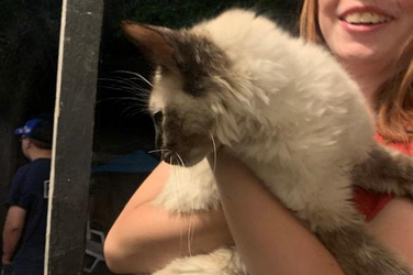 rescued cat 5.png