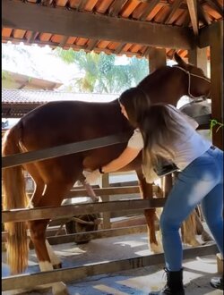 horses.jpg