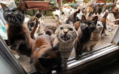 catswarm.jpeg