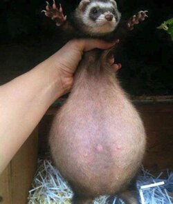 pregnantferret.jpg