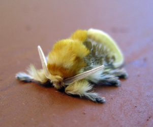 fuzzy_moth_1_by_dreamshard_d5c4ymp-fullview.png