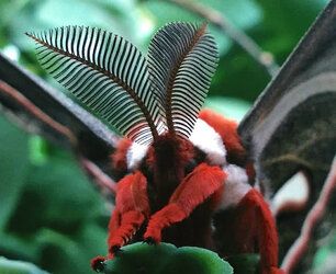 Cecropia-moth-3.jpg