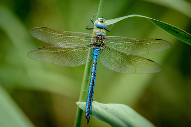 dragonfly (1).png