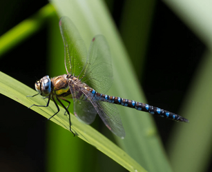 dragonfly 3 (1).png