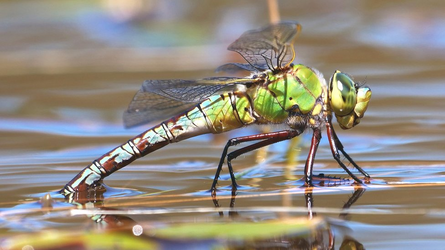 dragonfly 4.png
