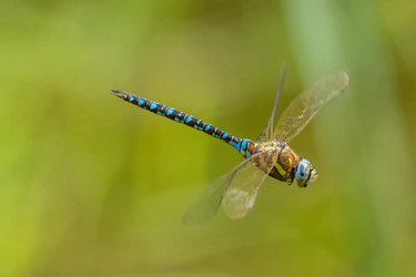 dragonfly 2.png