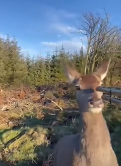 deerstickup.png