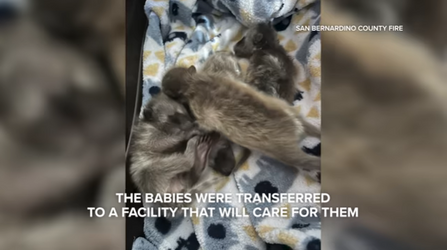 rescued raccoons 2.png