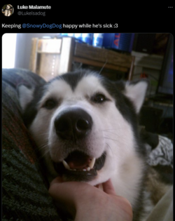 cute puppy.png