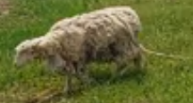 sheep-2.PNG