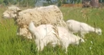 sheep-4.PNG