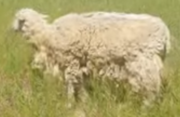 sheep-5.PNG