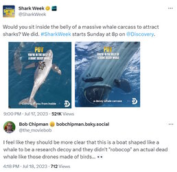 shark.jpg