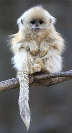 fuzzymonkey.jpg