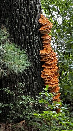 Sulfur_Shelf.jpg