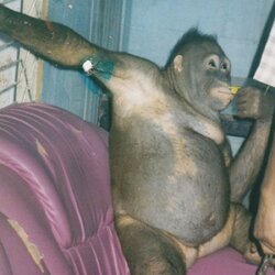 1_Prostitute-orangutan-who-was-c.jpg