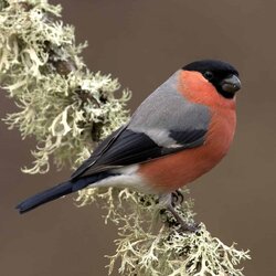 dude bullfinch.jpg