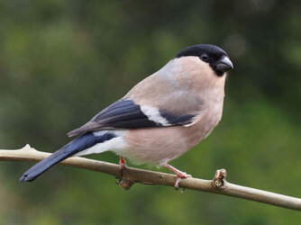 lady bullfinch.jpg
