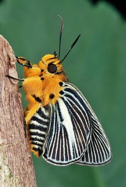 d898e8d70bb188c14aab27636ea73665--beautiful-bugs-beautiful-butterflies(1).jpg