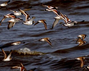 birds02.jpg