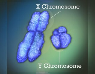chromosomes.jpg