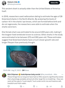 shark.png